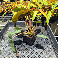 Load image into Gallery viewer, Philodendron Maximum 4" pot, Fedex 2day*

