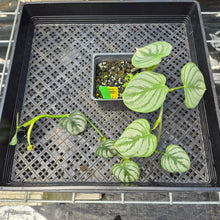 Load image into Gallery viewer, Philodendron Brandtianum Mini Form, Exact Plant Ships Nationwide
