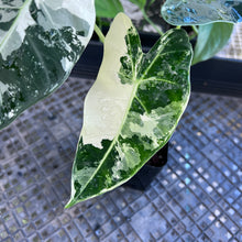 Load image into Gallery viewer, Alocasia Frydek, Exact Plant Variegated Ships Nationwide
