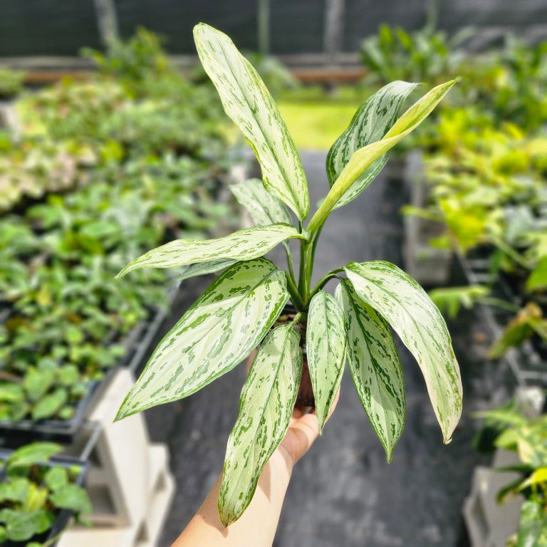 Aglaonema Ice Queen, Silver Queen, Exact Plant Variegated Ships Nationwide