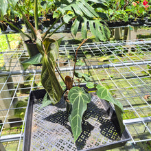 Load image into Gallery viewer, Anthurium Magnificum X Crystalinum AFF noid, exact plant, Fedex 2day*
