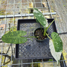 Load image into Gallery viewer, Philodendron Jose Buono, Exact Plant Variegated
