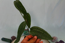 Load image into Gallery viewer, Anthurium SP. Limon exact plant, ships nationwide
