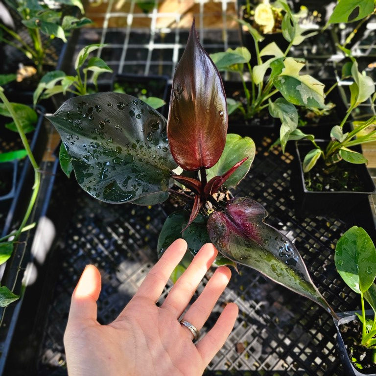 Philodendron Red Heart, Exact Plant Ships Nationwide