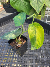 Load image into Gallery viewer, Scindapsus Jade Satin Aurea, Exact Plant Variegated Ships Nationwide
