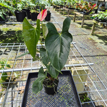 Load image into Gallery viewer, Anthurium Shibori, Exact Plant Variegated
