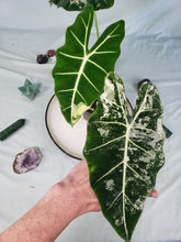 Load image into Gallery viewer, Frydek, Exact Plant, variegated Alocasia
