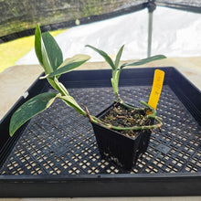 Load image into Gallery viewer, Monstera Standleyana Albo, Exact Plant Variegated Ships Nationwide
