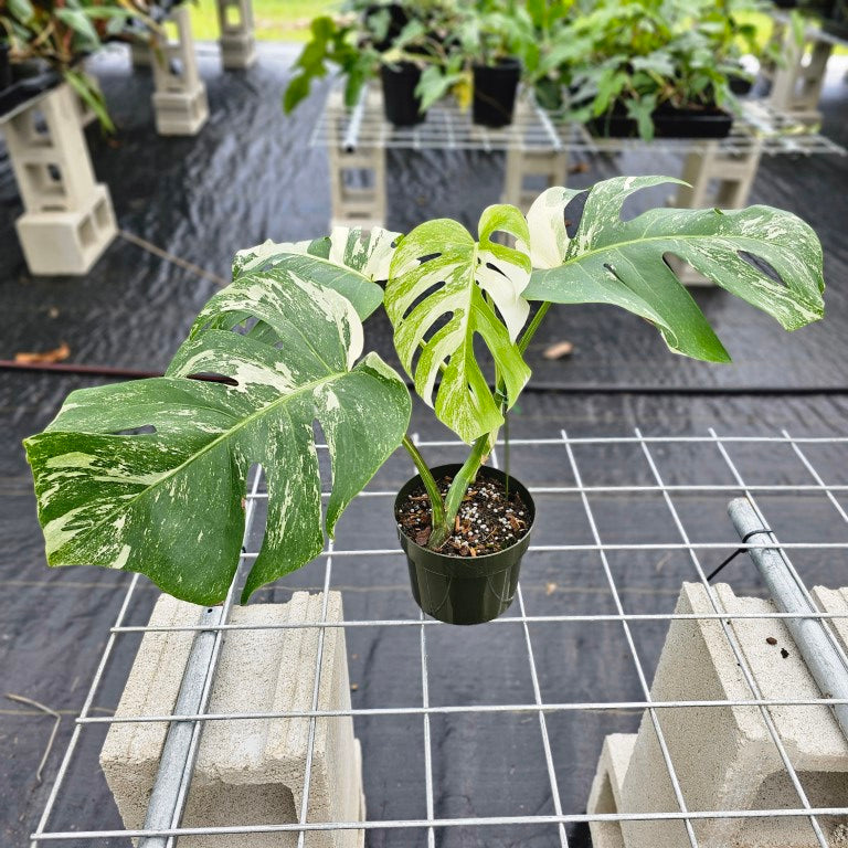 Monstera Borsigiana Albo Deliciosa, Exact Plant Variegated Ships Nationwide