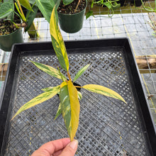 Load image into Gallery viewer, Philodendron Caramel Marble, Exact Plant Variegated Ships Nationwide
