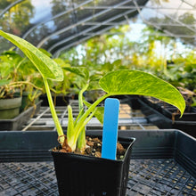 Load image into Gallery viewer, Philodendron Giganteum, Exact Plant Variegated 4&quot; Ships Nationwide
