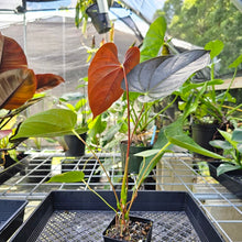 Load image into Gallery viewer, Anthurium Red Beauty, Exact Plant
