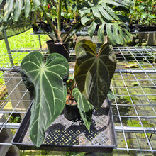 Load image into Gallery viewer, Anthurium Magnificum X Crystalinum AFF noid, exact plant, Fedex 2day*

