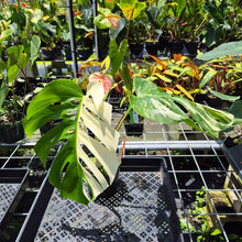 Load image into Gallery viewer, Monstera Borsigiana Albo Deliciosa Variegated exact plant, Fedex 2day*
