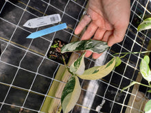 Load image into Gallery viewer, Philodendron Caramel Marble, Exact Plant Variegated Ships Nationwide
