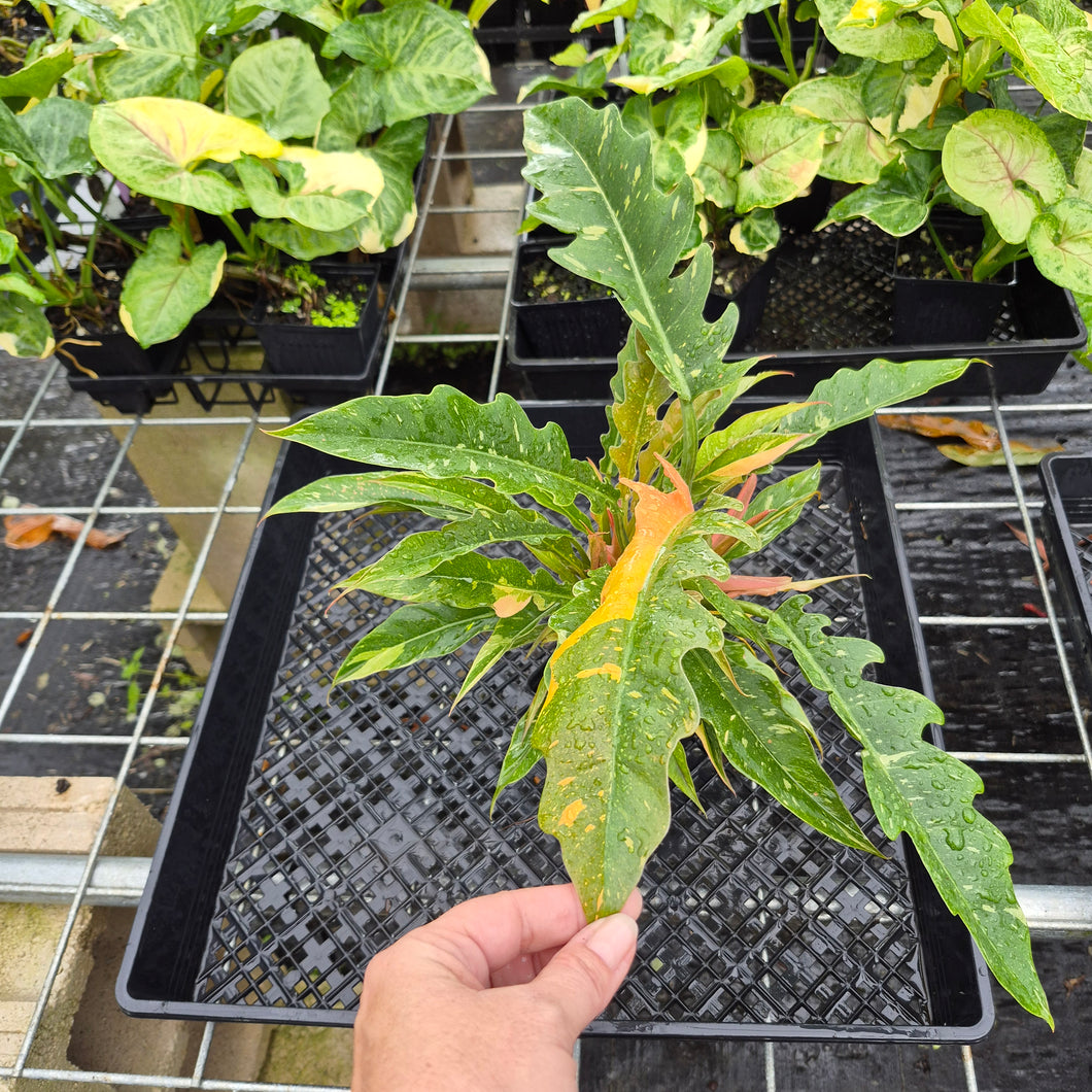 Philodendron Ring Of Fire, Exact Plant Variegated Ships Nationwide