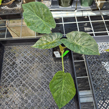 Load image into Gallery viewer, Alocasia Wentii, Exact Plant Variegated Ships Nationwide

