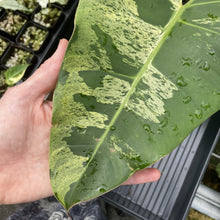 Load image into Gallery viewer, Philodendron Ilsemanii Variegated exact plant, Fedex 2day*
