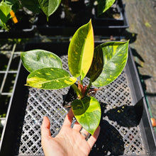 Load image into Gallery viewer, Philodendron Green Congo Nuclear, Exact Plant Variegated
