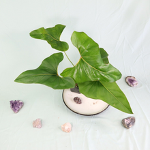 Load image into Gallery viewer, Anthurium Brownii Large Shipped Nationwide
