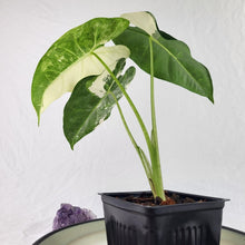 Load image into Gallery viewer, Alocasia Frydek, Exact Plant Variegated Ships Nationwide
