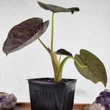 Load image into Gallery viewer, Alocasia Wentii, Exact Plant Variegated
