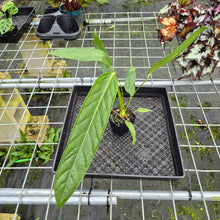 Load image into Gallery viewer, Anthurium Spectabile, Exact Plant
