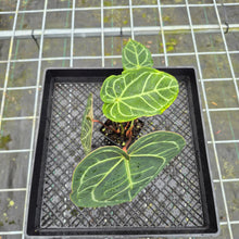 Load image into Gallery viewer, Anthurium Besseae Aff x Red Crystallinum, Exact Plant
