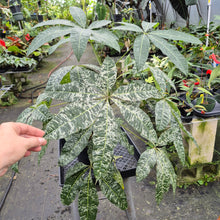 Load image into Gallery viewer, Pachira Aquatica Money Tree Variegated exact plant, Fedex 2day*
