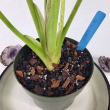 Load image into Gallery viewer, Alocasia Wentii, Exact Plant Variegated Ships Nationwide
