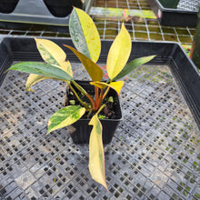 Load image into Gallery viewer, Philodendron Red Congo, Exact Plant Variegated Ships Nationwide
