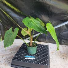 Load image into Gallery viewer, Philodendron Sodiroi True Form, Exact Plant Ships Nationwide
