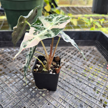 Load image into Gallery viewer, Alocasia Polly Snowflake Pink Variegated, Exact Plant Ships Nationwide.

