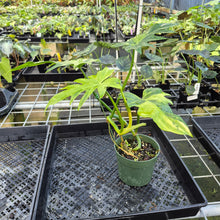 Load image into Gallery viewer, Philodendron Radiatum Aurea Variegated exact plant, Fedex 2day*
