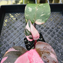 Load image into Gallery viewer, Philodendron Pink Princess Galaxy, Exact Plant Variegated
