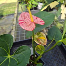 Load image into Gallery viewer, Anthurium Shibori, Exact Plant Variegated
