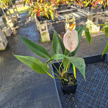 Load image into Gallery viewer, Anthurium Scherzerianum &quot;Pig Tail&quot;, Exact Plant Ships Nationwide
