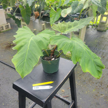 Load image into Gallery viewer, Philodendron Corsinianum, Exact Plant Ships Nationwide
