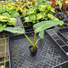 Load image into Gallery viewer, Philodendron Sagittifolium, Tuxtlanum Rubra, Exact Plant Ships Nationwide
