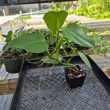 Load image into Gallery viewer, Philodendron Microstictum, Exact Plant Ships Nationwide
