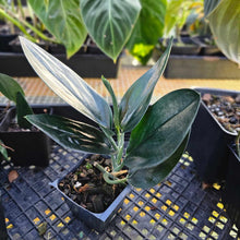 Load image into Gallery viewer, Philodendron Splendid, Exact Plant 2&#39;&#39; pot Ships Nationwide
