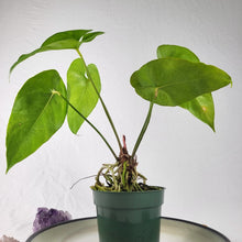 Load image into Gallery viewer, Anthurium Watermaliense, Exact Plant
