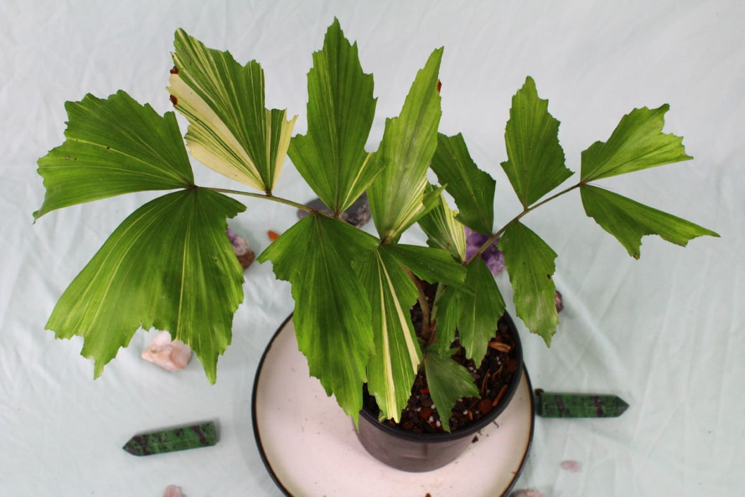 Variegated Fishtail Palm, exact plant, ships nationwide