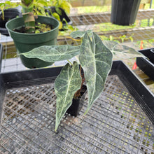Load image into Gallery viewer, Alocasia Longiloba Black Satun Stardust Variegated, Exact Plant Ships Nationwide
