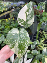 Load image into Gallery viewer, Monstera Deliciosa Creme Brulee variegated 2.5" pot, Fedex 2day*
