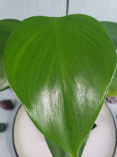 Load image into Gallery viewer, Microstictum, Exact Plant, Philodendron
