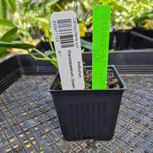 Load image into Gallery viewer, Anthurium Warocqueanum, Queen, Exact Plant Ships Nationwide
