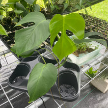 Load image into Gallery viewer, Monstera Sierrana Hawaii Clone exact plant, Fedex 2day*
