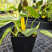 Load image into Gallery viewer, Philodendron Hederaceum, Heart Leaf, Exact Plant Variegated multi pot Ships Nationwide
