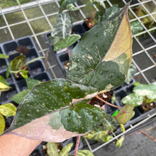 Load image into Gallery viewer, Alocasia Yucatan Princess Pink variegated 2.5" pot, Fedex 2day*
